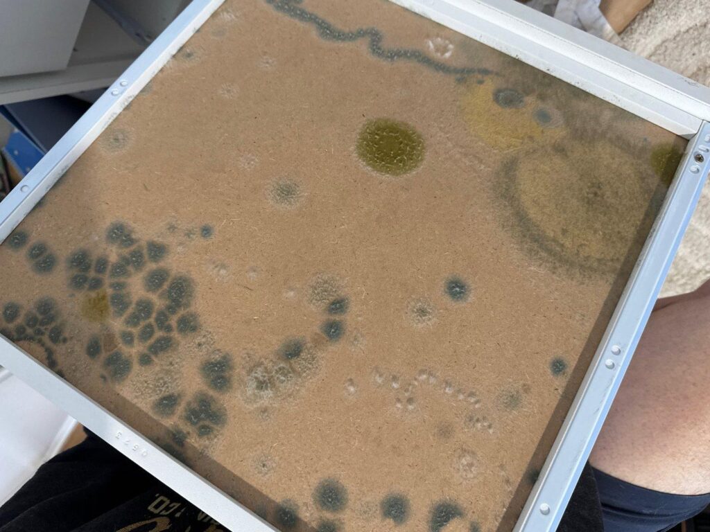 Mould Inspection Hunter Valley