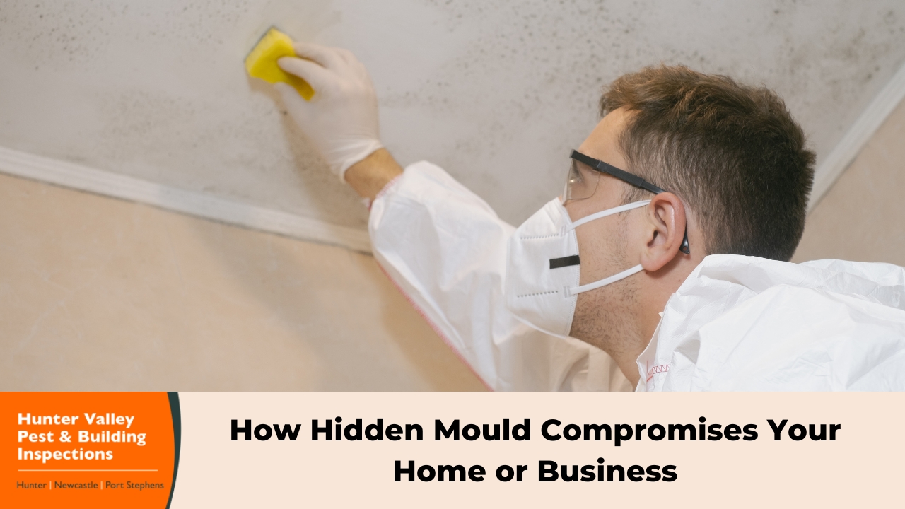 How Hidden Mould Compromises Your Home or Business