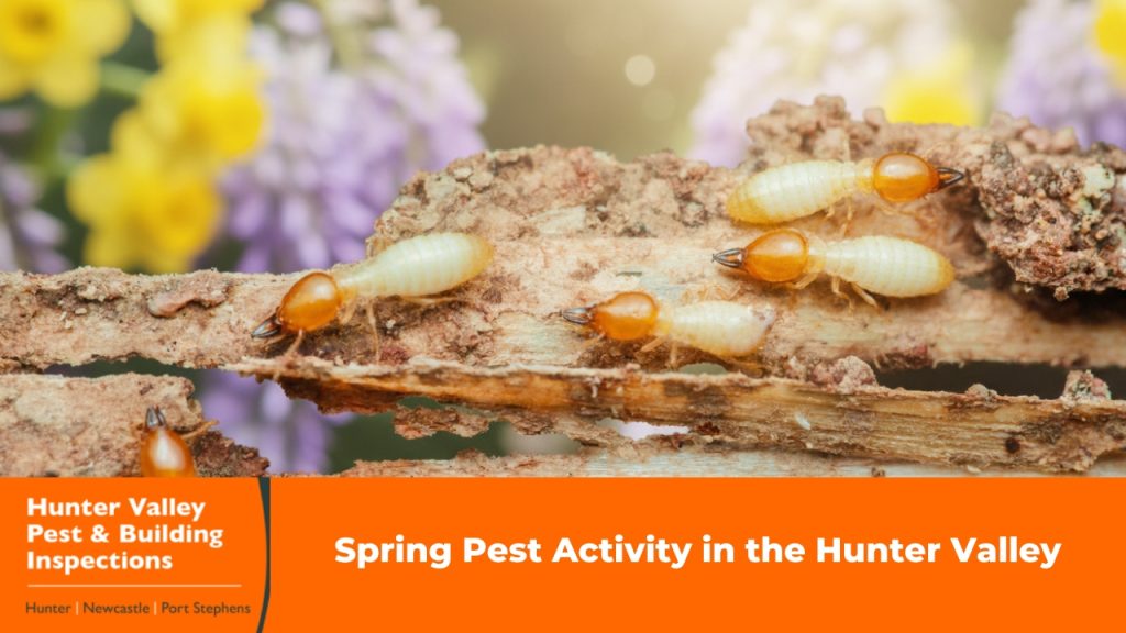 Spring Pest Activity in the Hunter Valley