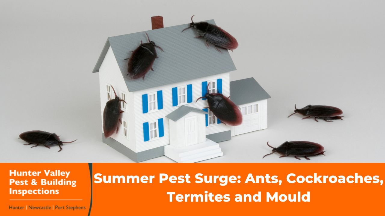 Summer Pest Surge: Ants, Cockroaches, Termites and Mould