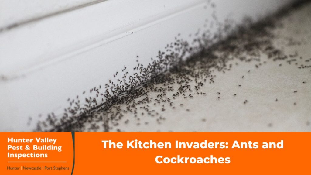Black house ants trailing along a kitchen benchtop near a sink
