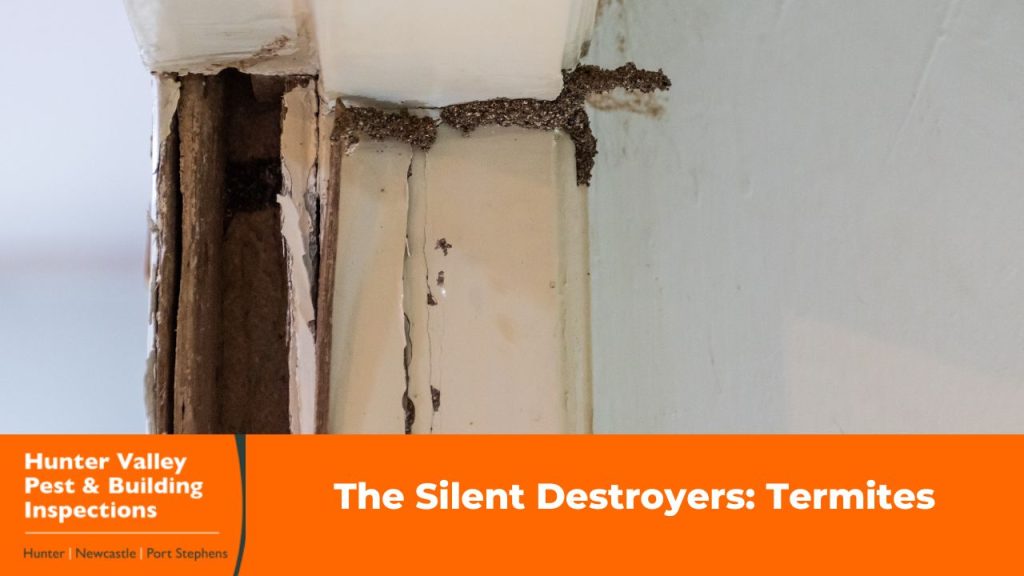 Termite damage visible on a timber door frame in a Hunter Valley home